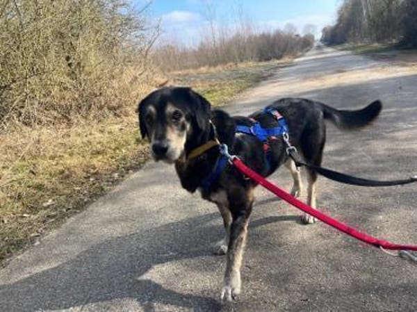 CHRISTOPHER * kerniger Typ