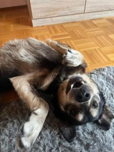 CHRISTOPHER * kerniger Typ