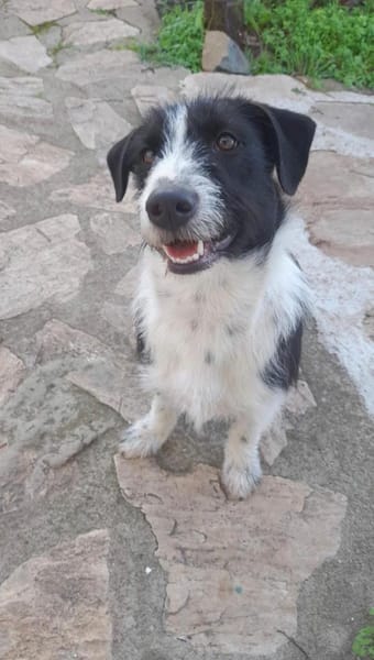 Atos ein kleiner feiner Kerl