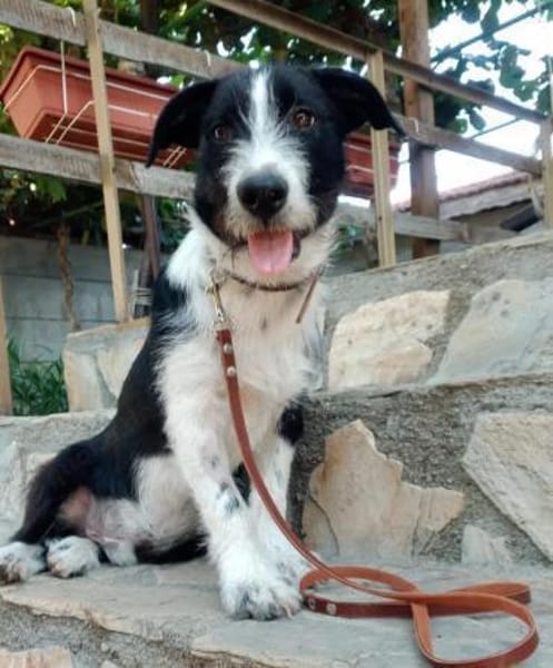 Atos ein kleiner feiner Kerl