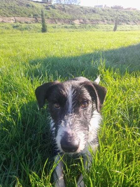 Atos ein kleiner feiner Kerl