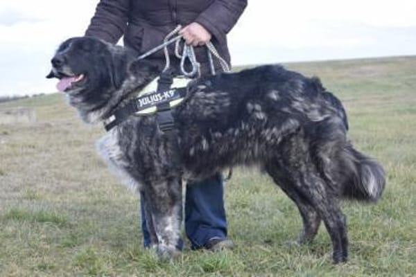 Lizi, eine auffallende Schönheit