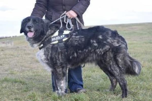 Lizi, eine auffallende Schönheit