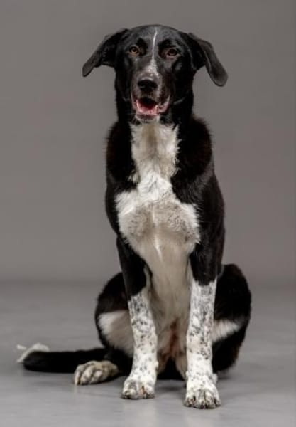 Lebensfrohe Chia wartet in 55131 Mainz