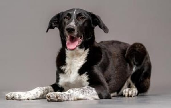 Lebensfrohe Chia wartet in 55131 Mainz