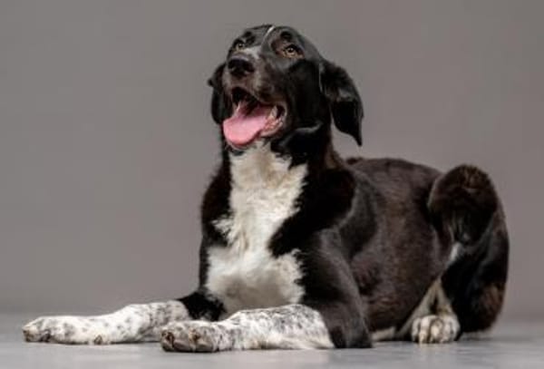 Lebensfrohe Chia wartet in 55131 Mainz