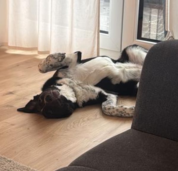 Lebensfrohe Chia wartet in 55131 Mainz