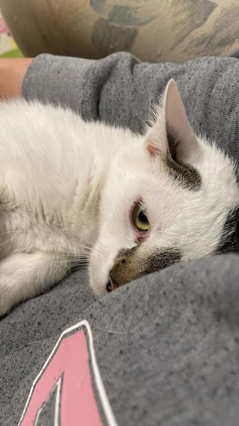 Lucy und Lilly suchen gemeinsamen Dosenö