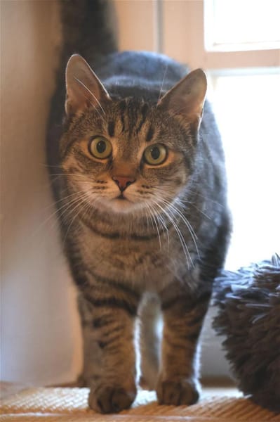 ***TILLY -hübsche Grautigerin!***