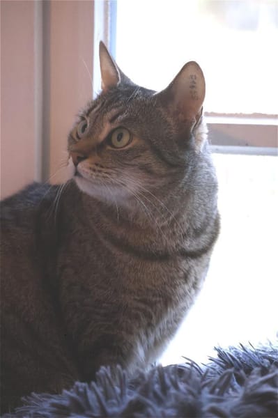 ***TILLY -hübsche Grautigerin!***