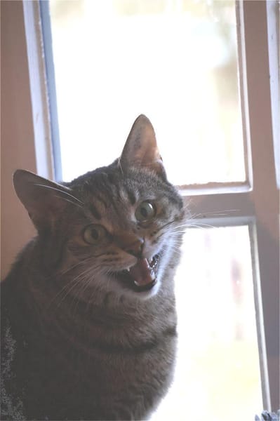 ***TILLY -hübsche Grautigerin!***