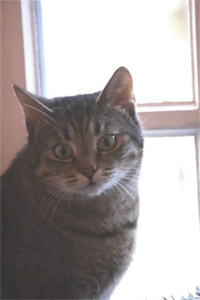 ***TILLY -hübsche Grautigerin!***