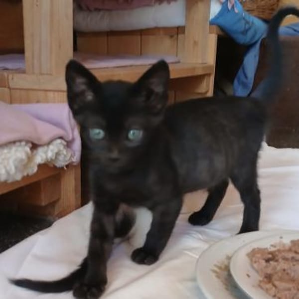 Lebensfrohes Katzenmädchen sucht Zuhause