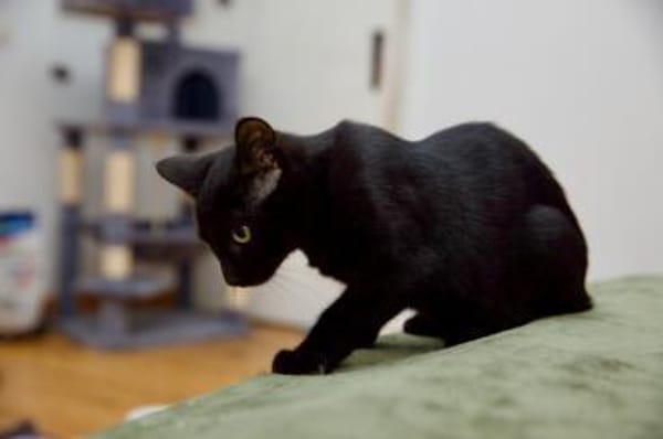 Katzenkind SALEM sucht sein Zuhause!