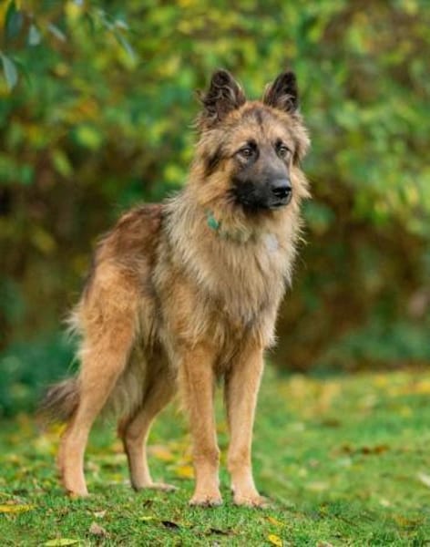 Hans❤sucht Pflege- oder Endstelle