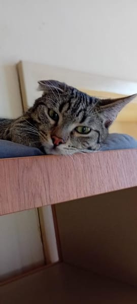 Unser entzückender Traumkater Moritz