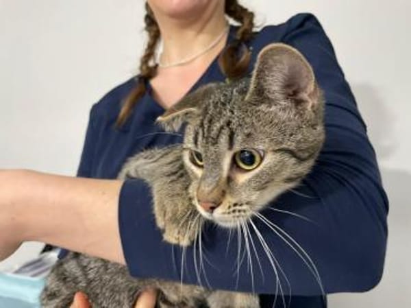 Unser entzückender Traumkater Moritz