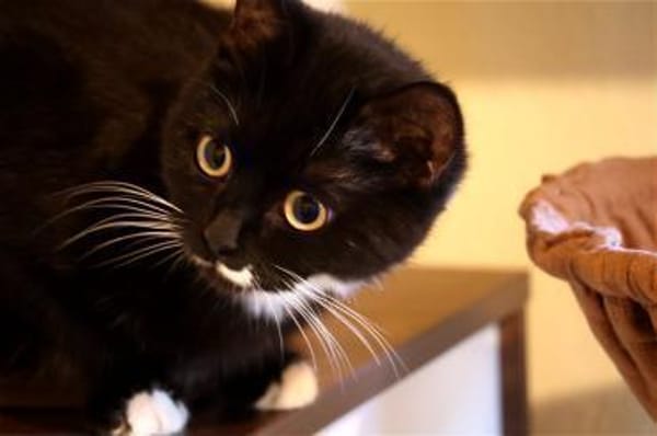 SCARLETT sucht ihr Königreich!