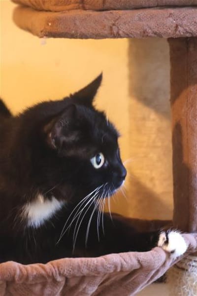 SCARLETT sucht ihr Königreich!