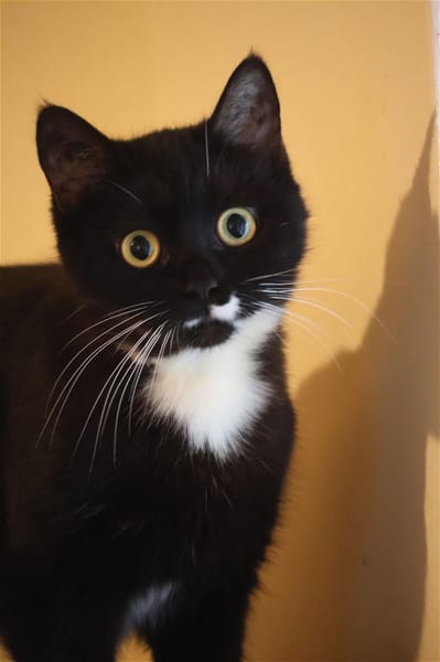 SCARLETT sucht ihr Königreich!