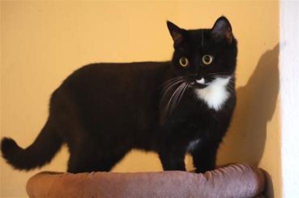 SCARLETT sucht ihr Königreich!