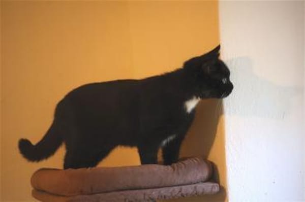 SCARLETT sucht ihr Königreich!