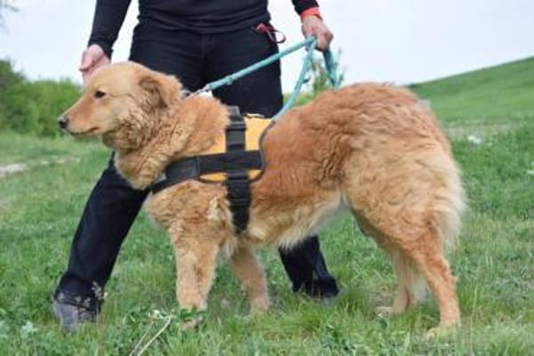 Lena, rauhe Schale- weicher Kern