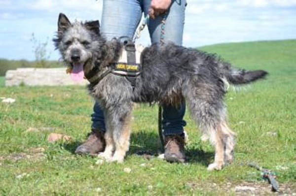 Maci, zerzauster Wirbelwind