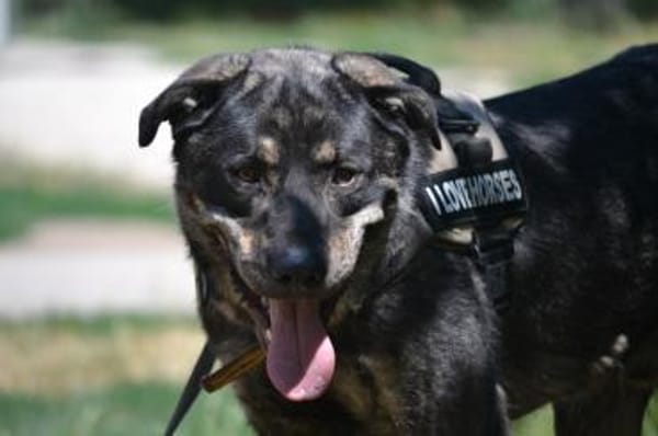 Preston lag erschöpft am Straßenrand