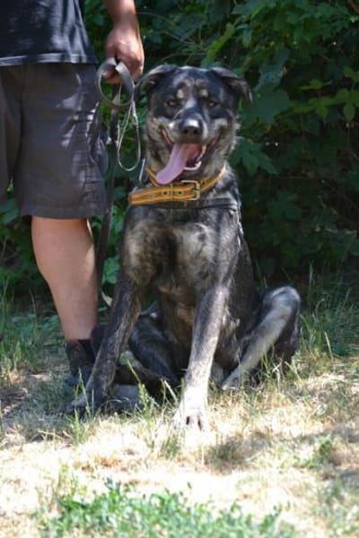 Preston lag erschöpft am Straßenrand