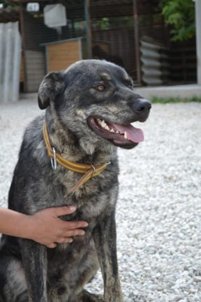 Preston lag erschöpft am Straßenrand