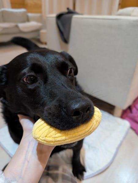 Ganz liebe Anfängerhündin Chanel :)