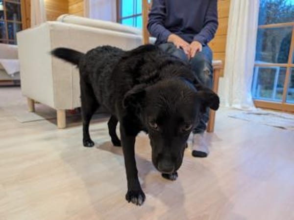 Ganz liebe Anfängerhündin Chanel :)