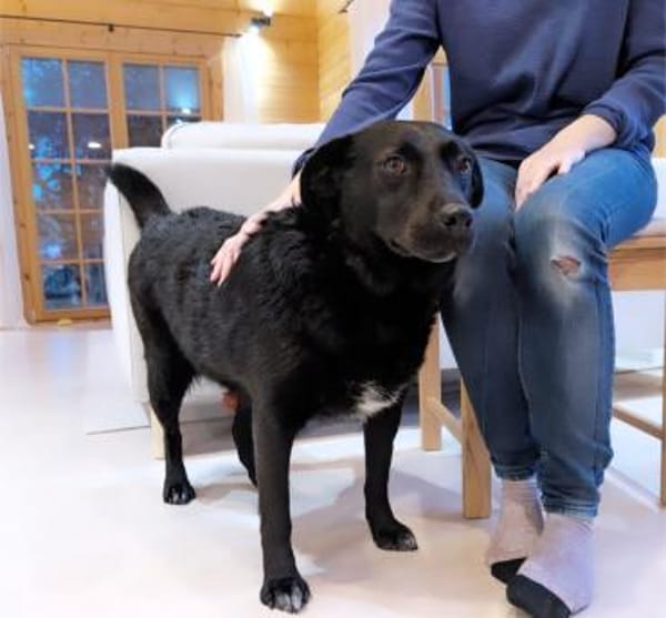 Ganz liebe Anfängerhündin Chanel :)