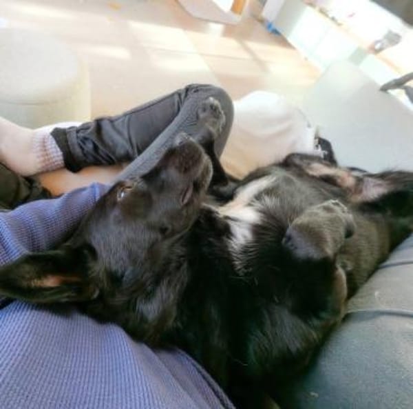 Ganz liebe Anfängerhündin Chanel :)