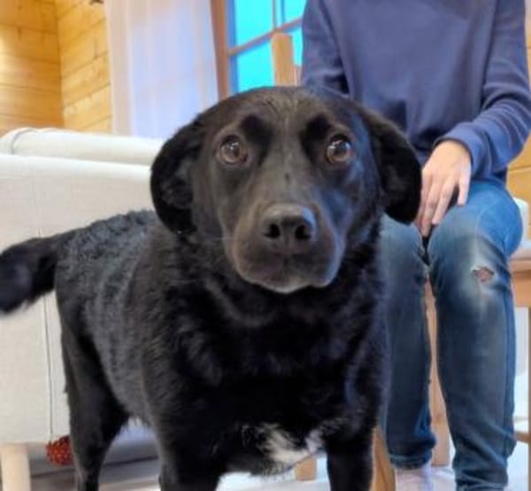 Ganz liebe Anfängerhündin Chanel :)