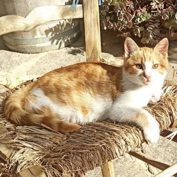 Kleiner Miraculix sucht Zuhause!