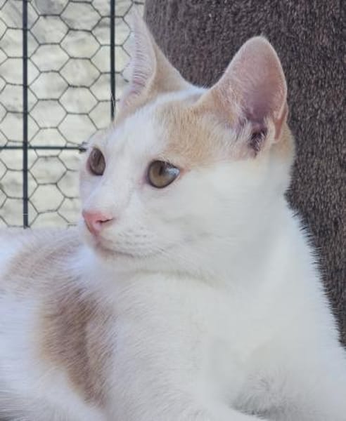 Süßer Buster sucht liebevolles Zuhause