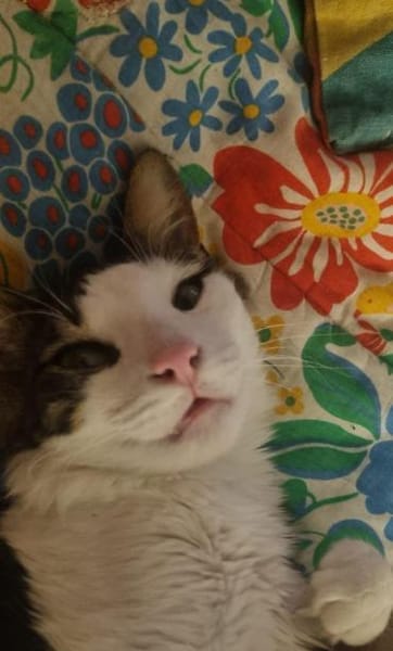 Titos aus dem Tierschutz