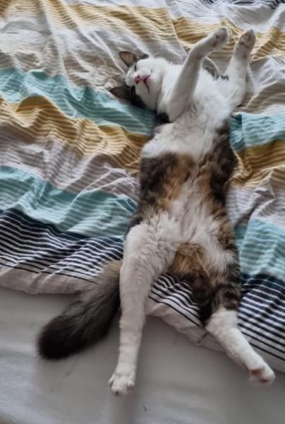 Titos aus dem Tierschutz