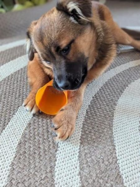 MUSTI * sportlicher Wanderbegleiter