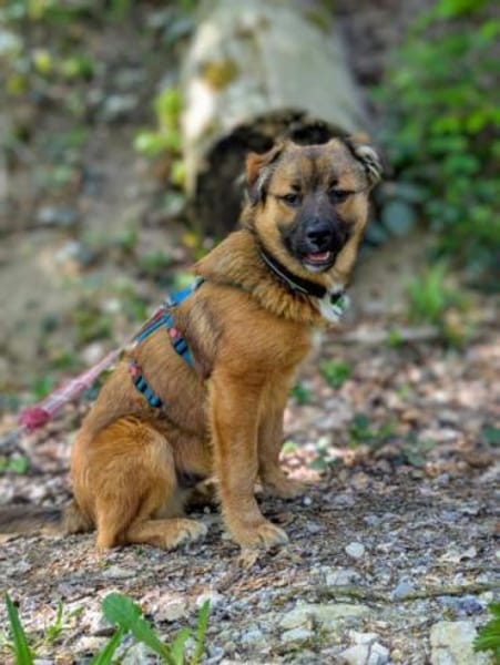 MUSTI * sportlicher Wanderbegleiter