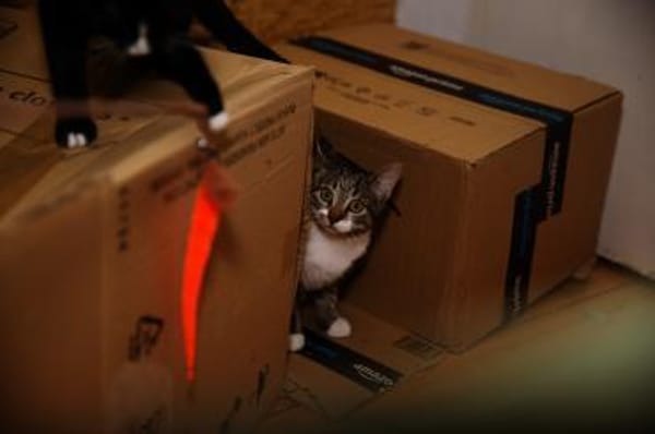 Katzenkind SUKI sucht ihr Zuhause!