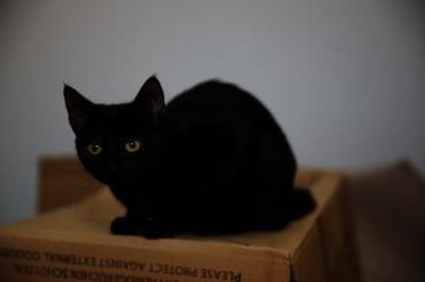 Katzenkind AMAYA sucht ihr Zuhause!