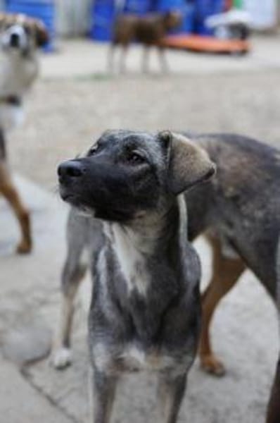 Junghund MORITZ sucht seine Menschen!