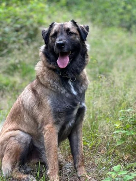 Mala Panda  sucht seine Familie