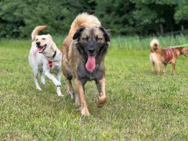 Mala Panda  sucht seine Familie