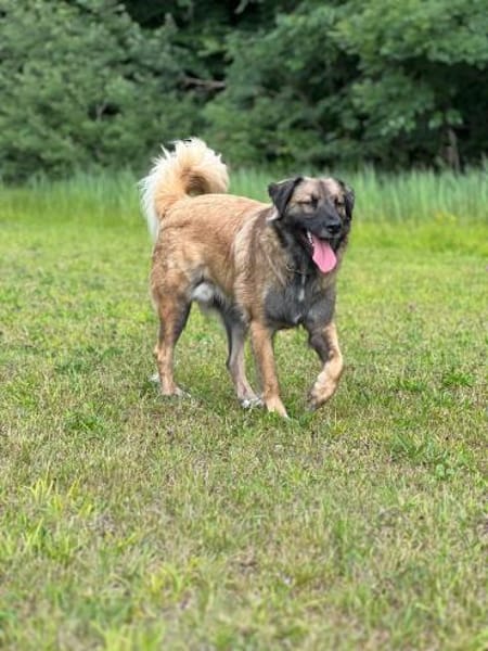 Mala Panda  sucht seine Familie