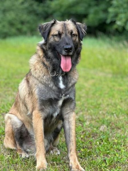 Mala Panda  sucht seine Familie