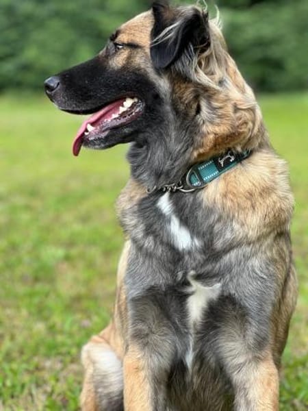 Mala Panda  sucht seine Familie